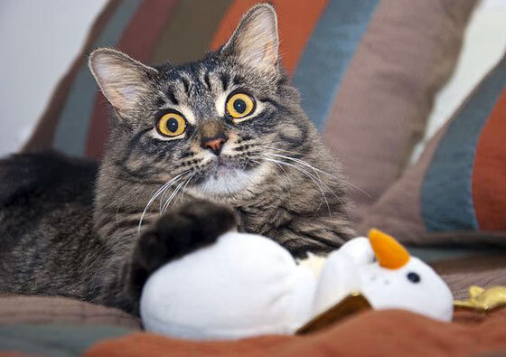 世俱杯分组-跨界奇迹，葡萄牙足球制霸希腊，伊布NBA总决赛上演传奇接管