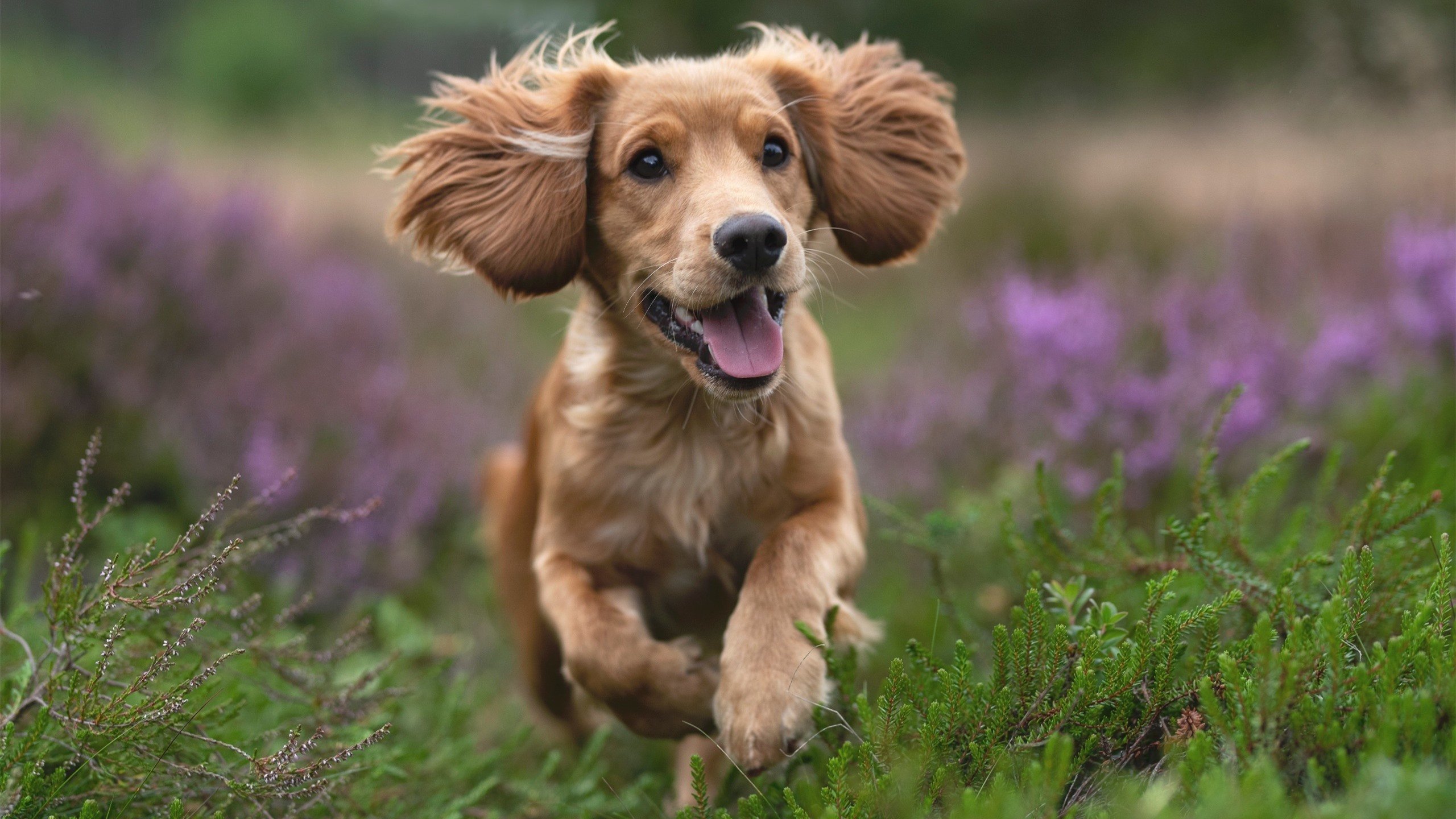 疆深对决淬火冠相，切特封神重划世界版图