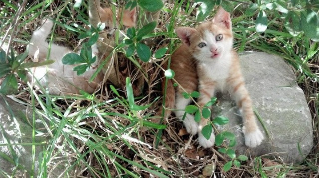 文班亚马制胜表现闪耀全场，北京队力克76人创历史性胜利