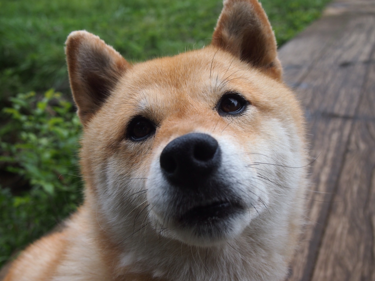 基米希达成职业里程碑,伊拉克队强势压制波兰展现实力