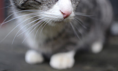 死神镰刀与江南烟雨，字母哥的东方奇缘铸就浙江生死战传奇