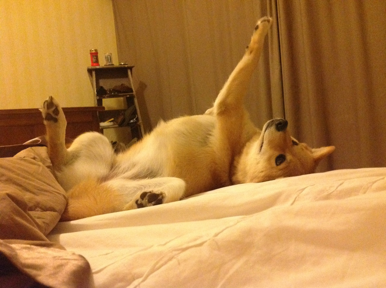 征服大苹果，西亚卡姆生涯之夜，照亮麦迪逊的篮球圣殿