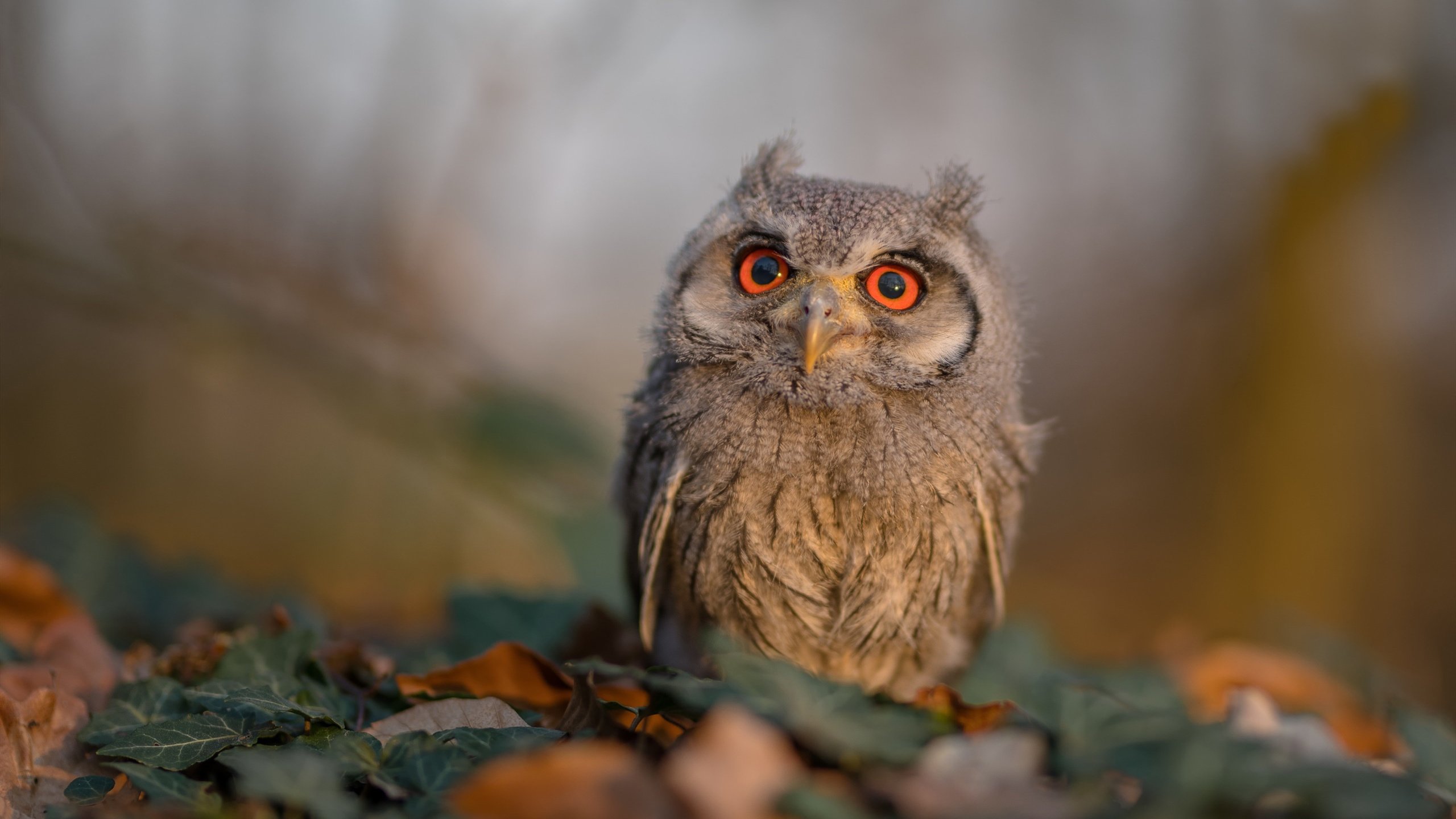 百场传奇，乔治的欧冠里程碑之夜