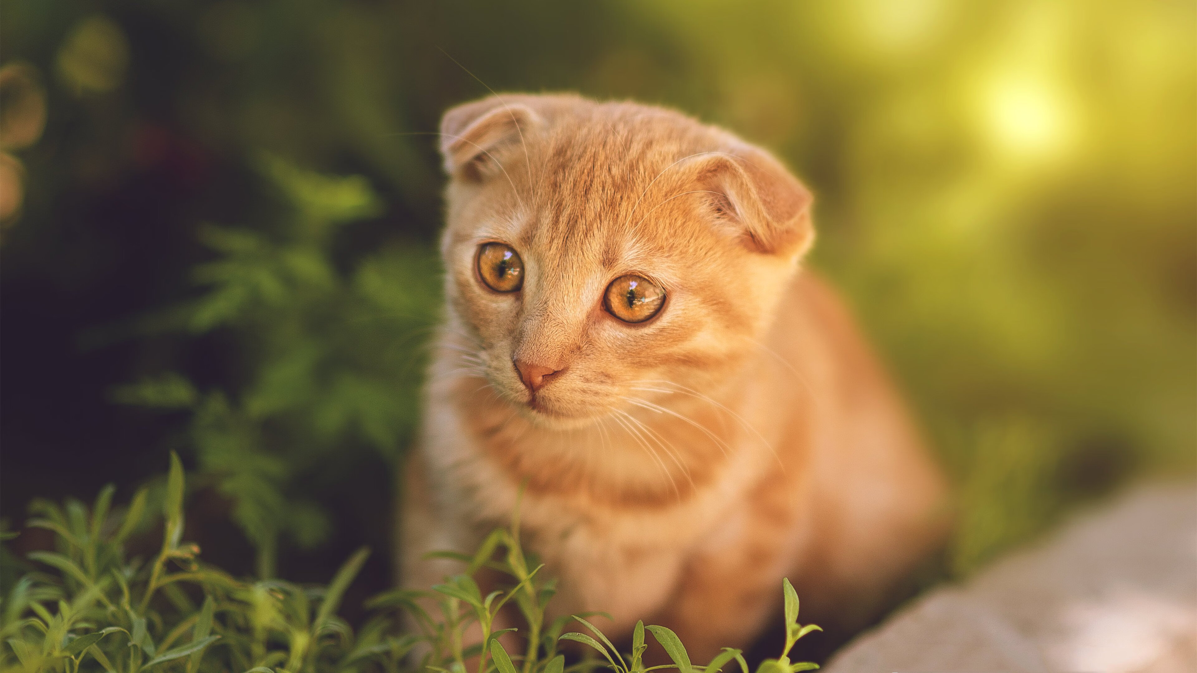 全面压制,北京队如何靠浓眉铸就防守长城,锁定胜局