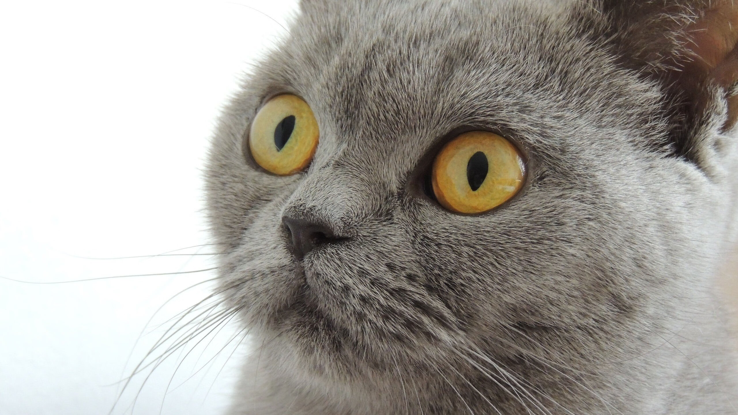 巴黎圣日耳曼欧冠登顶,法国王者完胜国际米兰,卢卡库的悲壮接管