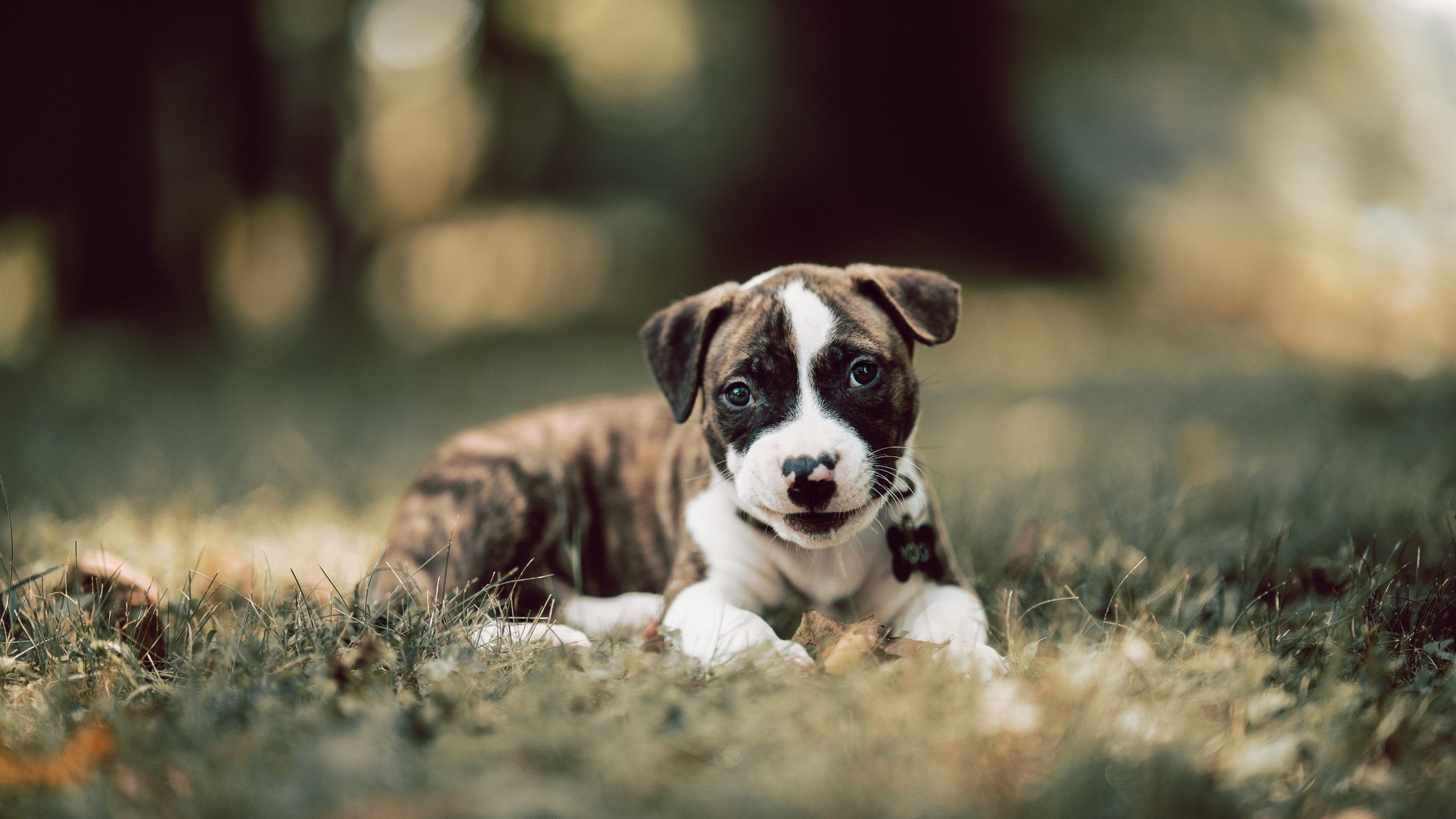 北欧风暴席卷桑巴,亚洲之星加冕之战,当瑞典速胜巴西,孙兴慜接管世界排名争夺战