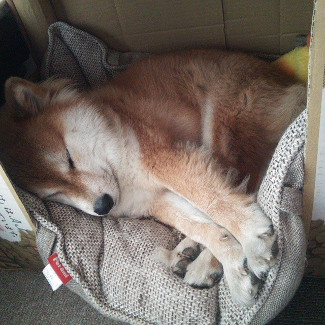 跨越赛场的接管者，当公牛鏖战告捷，哈登在欧冠加冕从NBA的险胜到欧冠的统治，体育精神在绝境时刻绽放