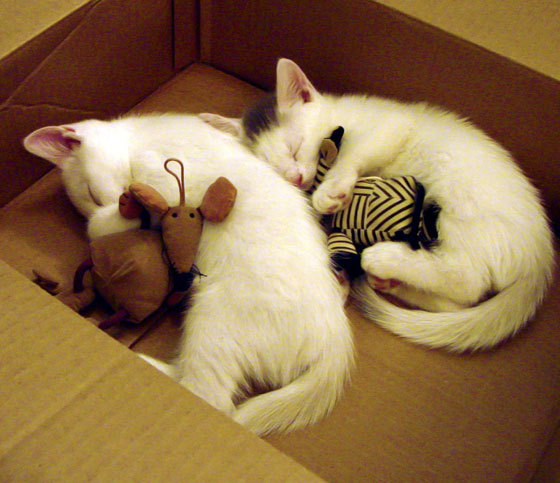 德甲争冠之夜，约基奇式节奏掌控的足球启示