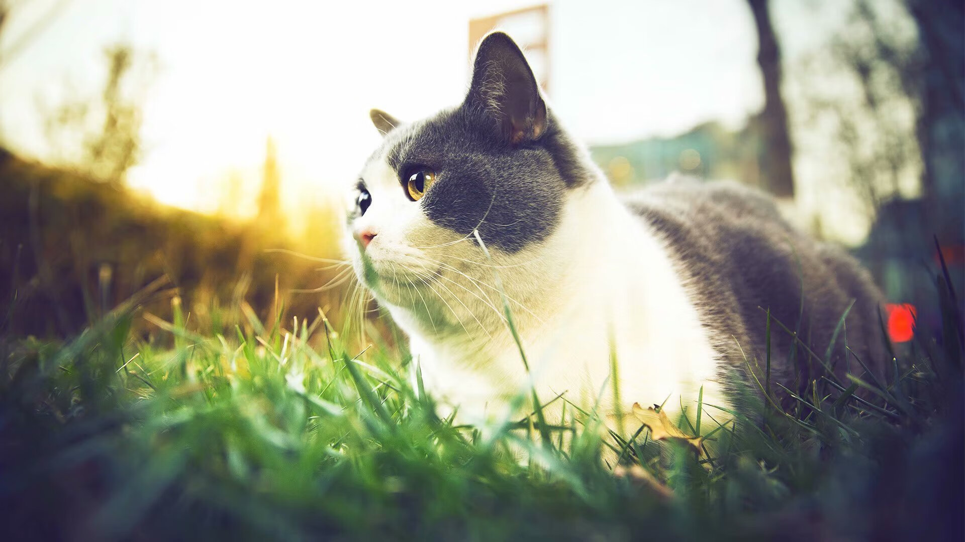 时空足球,当德国战车遭遇尼日利亚雄鹰,拉什福德何以成为攻防转换的破局核心?