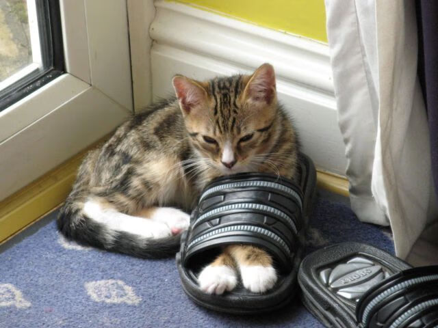 跨洋篮球启示录，当哈利伯顿的魔法，遭遇森林狼的冰封之网