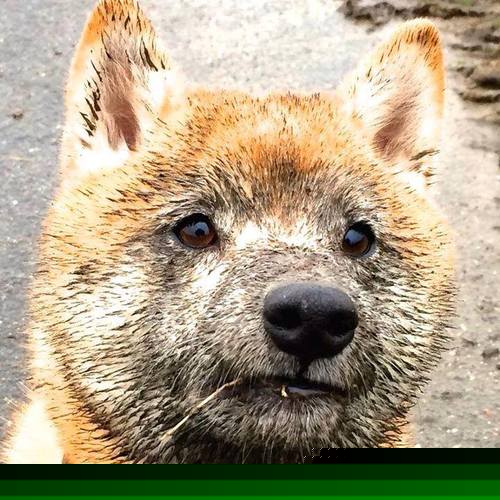 当欧冠决赛的战术板映照麦迪逊花园