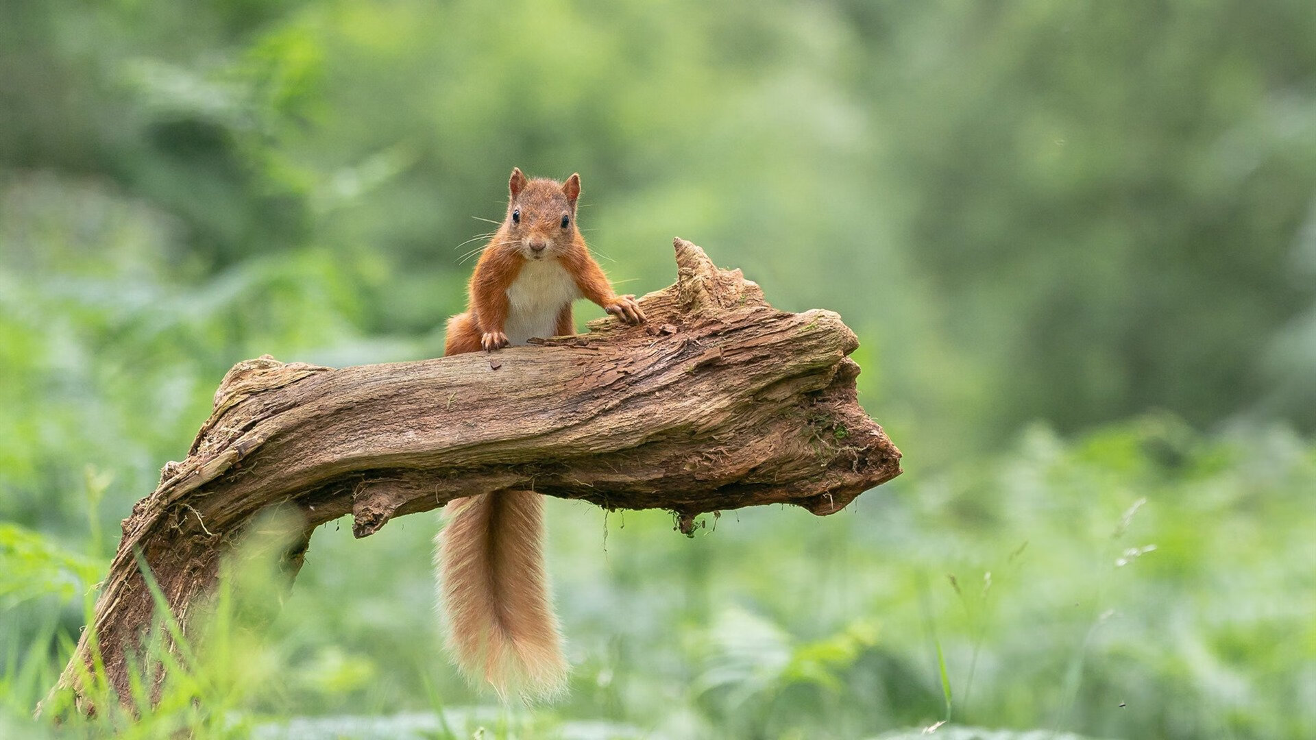 破茧成蝶，从威震西非到法兰西之光，压力如何淬炼真正的英雄