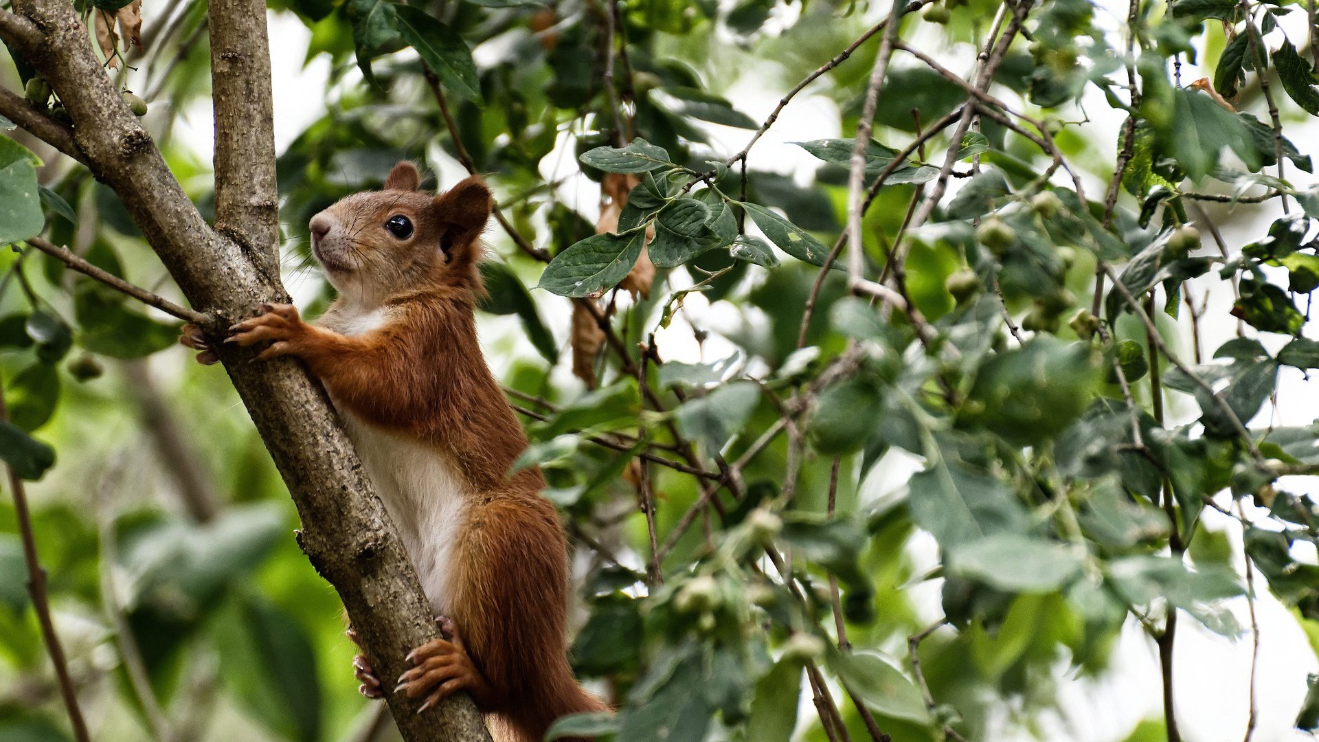皮克封神之战,个人能力完全展现,比利时利刃如何收割利物浦