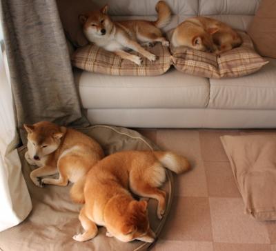 加时险胜！山西王牌武切维奇狂揽29+21，统治攻防让黄蜂俯首称臣