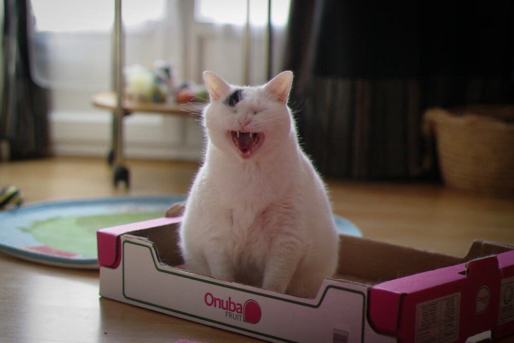 跨界的王，2026世界杯之夜，恩比德如何一手掌控绿茵场走势