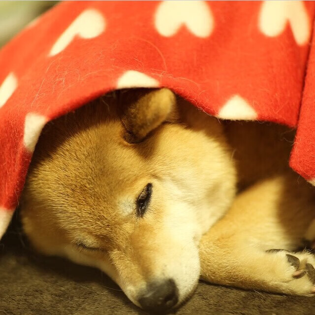 英格拉姆打爆老东家？吉林队跨界碾压湖人背后，是篮球哲学的终极对决