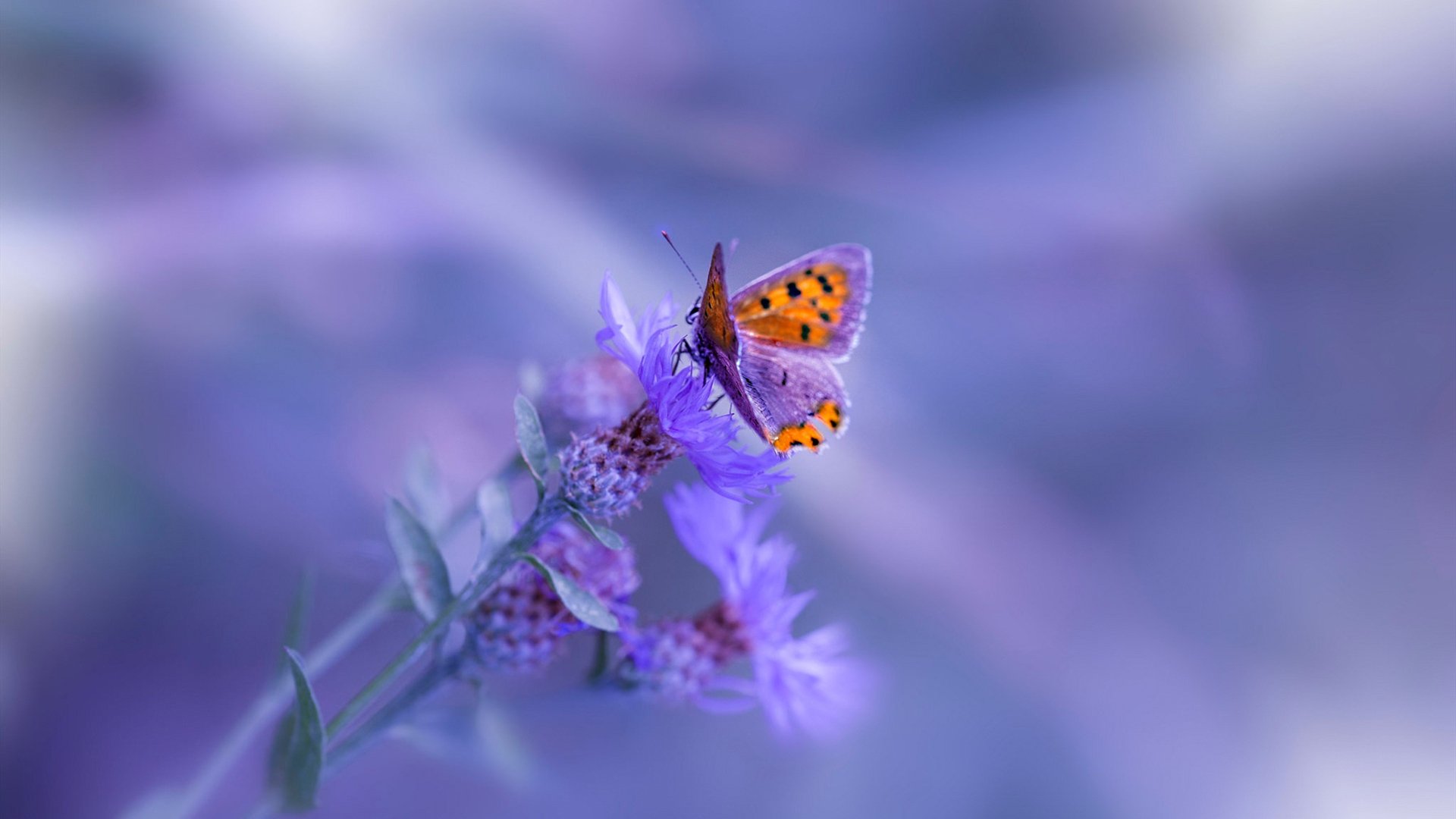 戈麦斯一剑封喉，中国足球的非典型英雄时刻