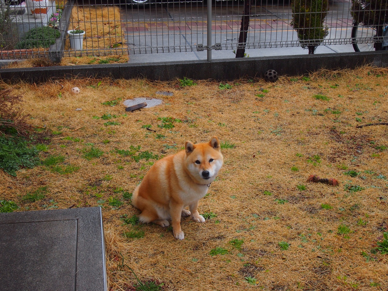 NBA巨星布伦森狂砍50分，森林狼火力全开击溃广东男篮