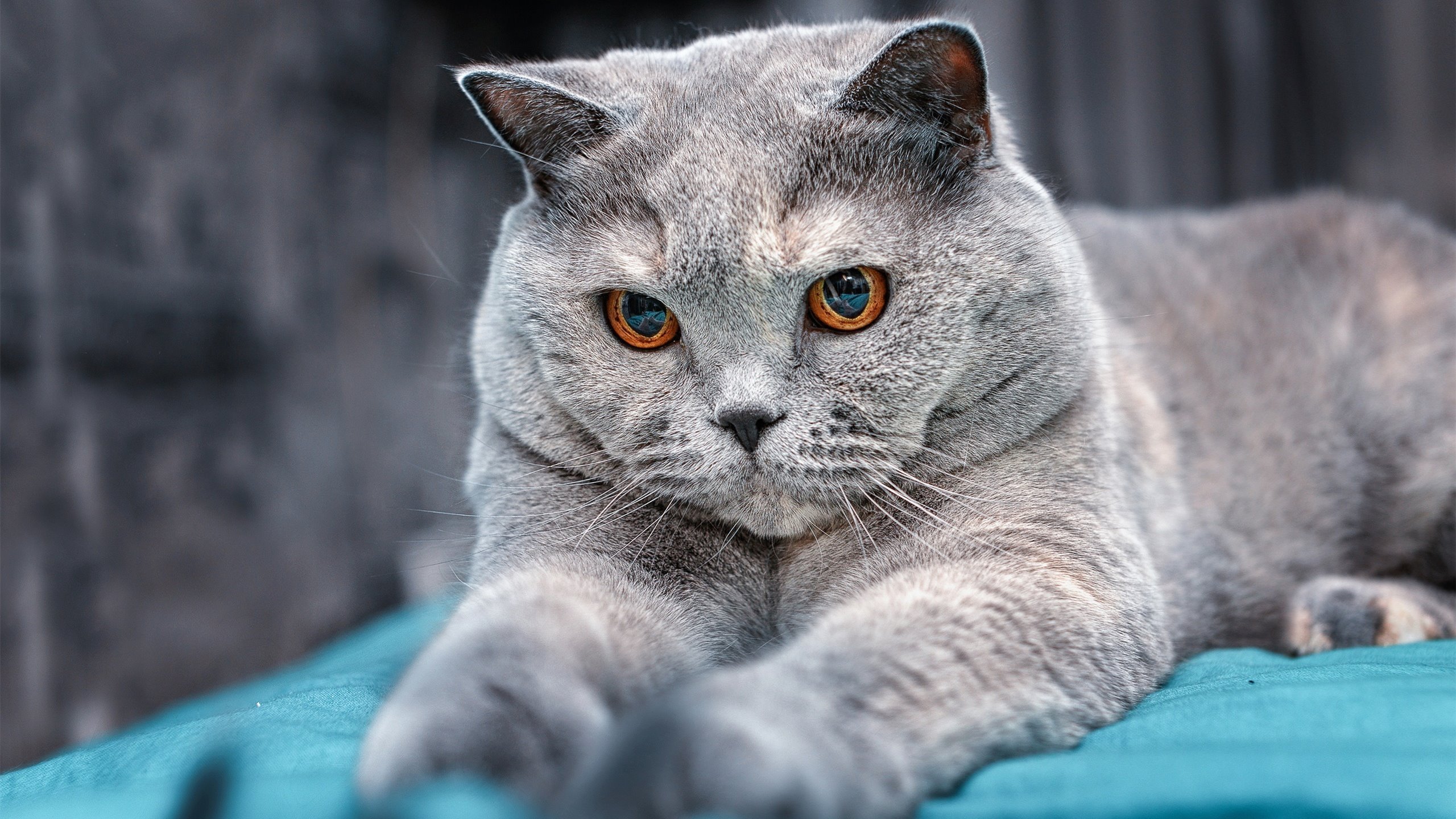 库尔图瓦贡献制胜表现，芬兰钢铁之门后的绝地反击