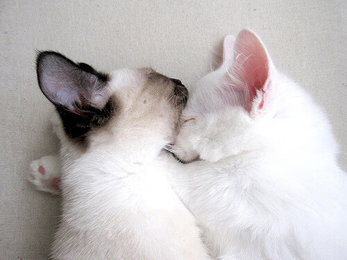 世俱杯分组-逆转与里程碑，快船翻盘公牛，恩比德书写历史