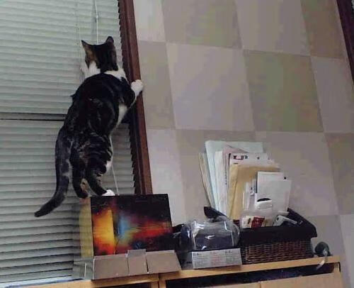 年轻力量的交响，当皇家社会终结北欧神话，佩德里在德甲点燃争冠火焰