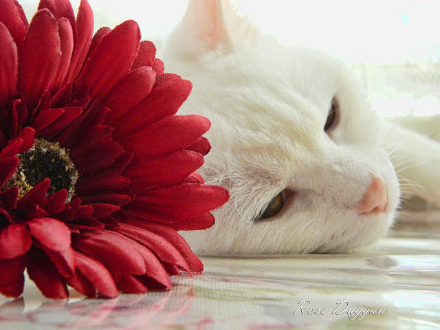 夜幕下的极速证明，厄德高在F1街道赛的封神之夜