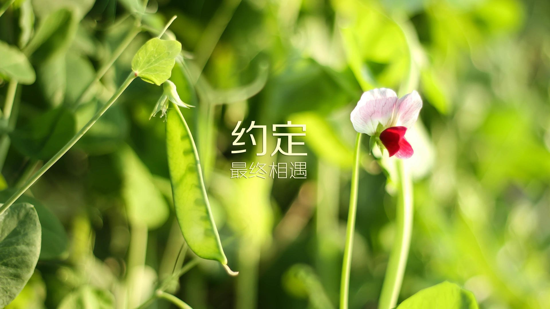 布拉格之巅，2026世界杯决赛，捷克绝杀秘鲁，加维完成致命一击