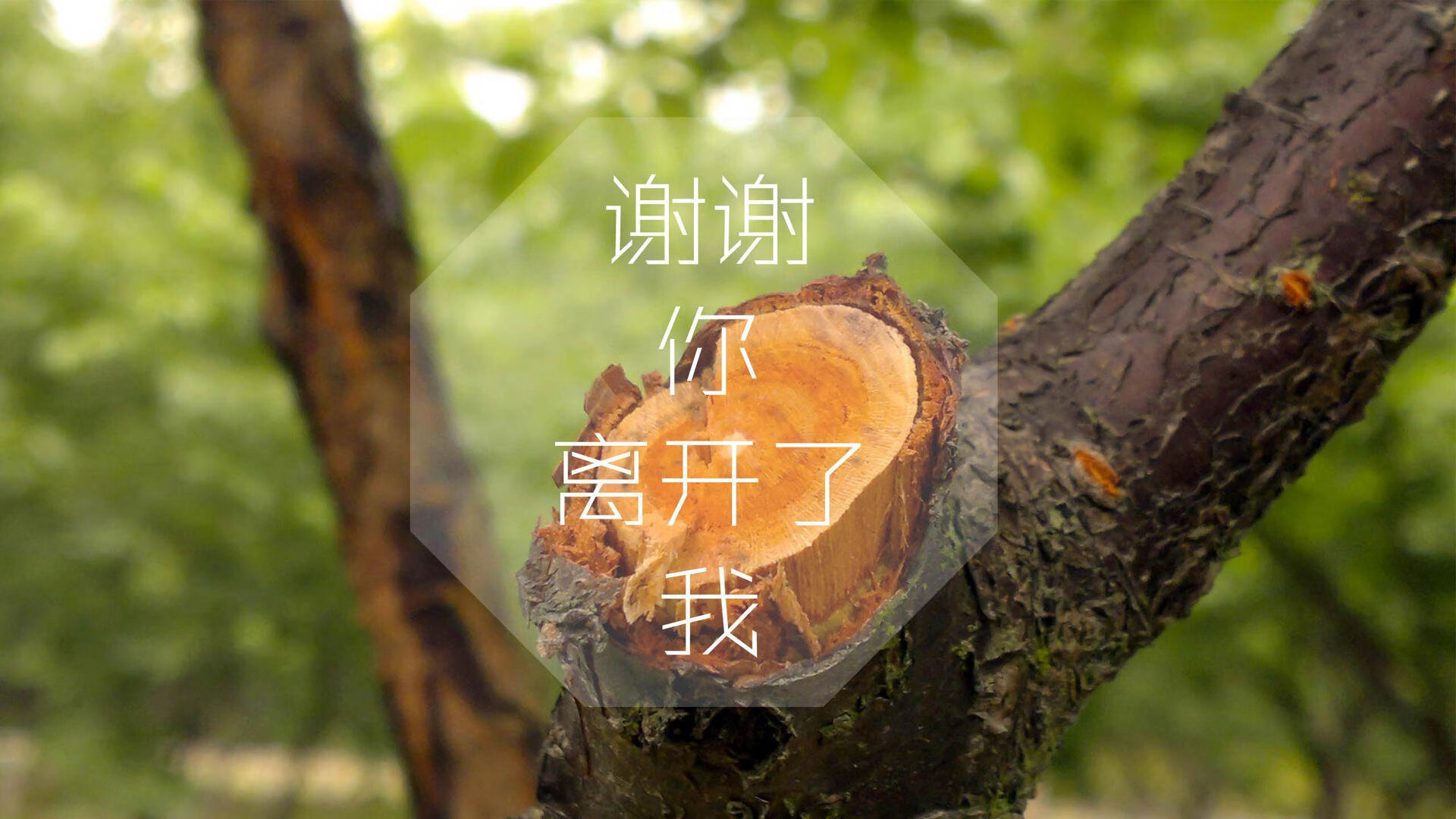 沙漠风暴席卷绿茵,伊朗完胜突尼斯,C罗闪耀2026世界杯G组巅峰对决